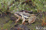 Moor Frog (Rana arvalis)