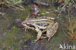 Moor Frog (Rana arvalis)