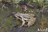 Moor Frog (Rana arvalis)