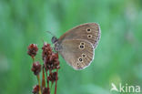 Ringlet (Aphantopus hyperantus)