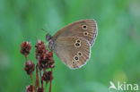 Ringlet (Aphantopus hyperantus)