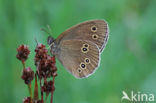 Ringlet (Aphantopus hyperantus)