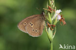 Ringlet (Aphantopus hyperantus)