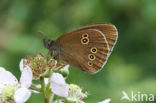 Ringlet (Aphantopus hyperantus)