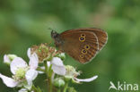 Ringlet (Aphantopus hyperantus)