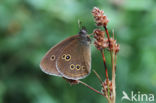 Ringlet (Aphantopus hyperantus)