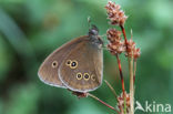 Ringlet (Aphantopus hyperantus)