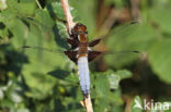 Platbuik (Libellula depressa)