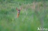 Roe Deer (Capreolus capreolus)