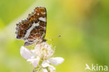 Map Butterfly (Araschnia levana)