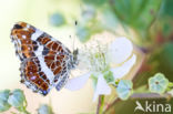 Map Butterfly (Araschnia levana)