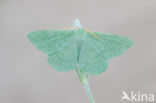 Large Emerald (Geometra papilionaria)