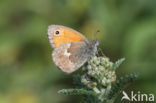 Hooibeestje (Coenonympha pamphilus)