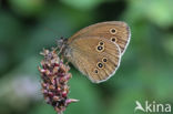 Ringlet (Aphantopus hyperantus)