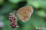 Ringlet (Aphantopus hyperantus)