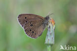 Ringlet (Aphantopus hyperantus)