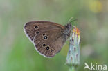 Ringlet (Aphantopus hyperantus)