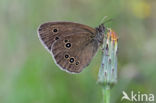 Ringlet (Aphantopus hyperantus)