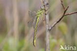 Dragonfly (Gomphus pulchellus)