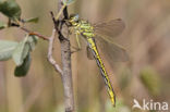 Plasrombout (Gomphus pulchellus)