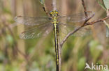 Dragonfly (Gomphus pulchellus)