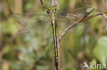 Dragonfly (Gomphus pulchellus)