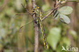 Dragonfly (Gomphus pulchellus)