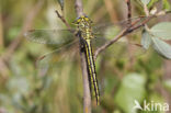 Dragonfly (Gomphus pulchellus)