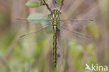 Dragonfly (Gomphus pulchellus)