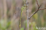 Dragonfly (Gomphus pulchellus)