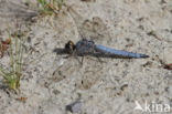 Zuidelijke oeverlibel (Orthetrum brunneum)