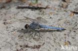 Zuidelijke oeverlibel (Orthetrum brunneum)