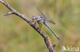 Zuidelijke oeverlibel (Orthetrum brunneum)