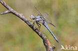 Zuidelijke oeverlibel (Orthetrum brunneum)