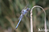 Skimmer (Orthetrum brunneum)