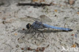 Zuidelijke oeverlibel (Orthetrum brunneum)