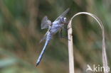 Zuidelijke oeverlibel (Orthetrum brunneum)