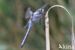 Skimmer (Orthetrum brunneum)