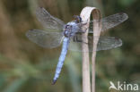 Zuidelijke oeverlibel (Orthetrum brunneum)