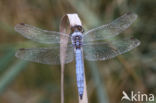 Zuidelijke oeverlibel (Orthetrum brunneum)