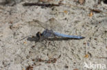 Zuidelijke oeverlibel (Orthetrum brunneum)