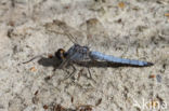 Skimmer (Orthetrum brunneum)