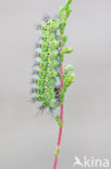 Emperor Moth (Saturnia pavonia)