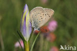 Gentiaanblauwtje (Maculinea alcon)