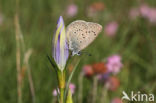 Alcon Blue (Maculinea alcon)