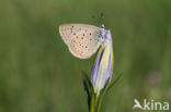 Alcon Blue (Maculinea alcon)