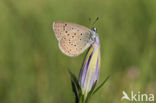 Alcon Blue (Maculinea alcon)