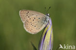 Alcon Blue (Maculinea alcon)