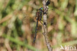 Gevlekte glanslibel (Somatochlora flavomaculata)