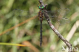 Gevlekte glanslibel (Somatochlora flavomaculata)